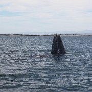IMG 0001 2 (57)